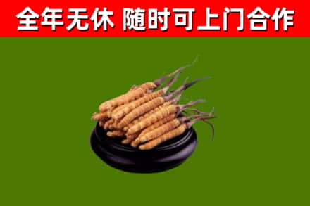 嘉祥回收冬虫夏草