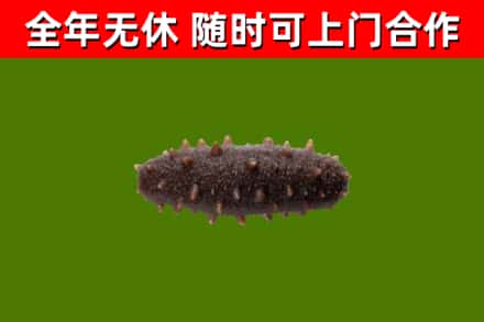 嘉祥回收海参干